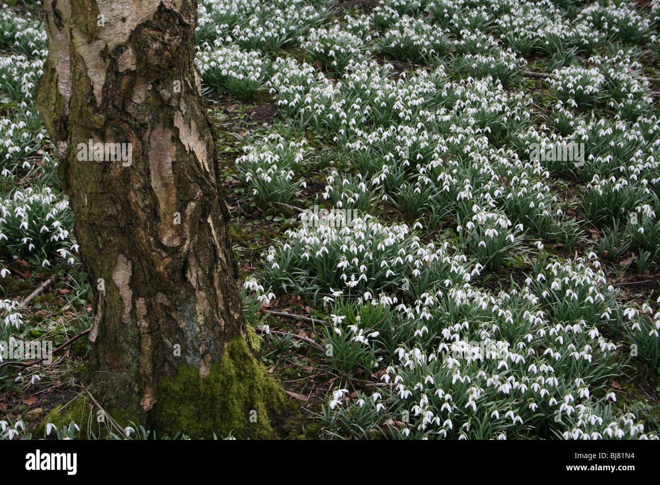 Teppich von gemeinsamen Schneeglöckchen Galanthus Nivalis genommen bei Martin bloße WWT, Lancashire, UK Stockfoto