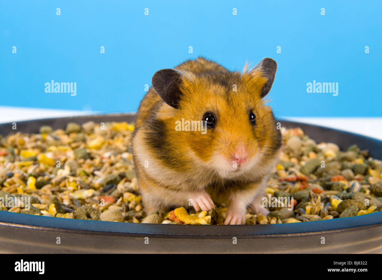 Sitzen in Essen Mais Schale braun Hamster blauen Hintergrund Goldhamster Hamster Essen Essen Feed füttern Stand stehend sehen Sie auf der Suche Stockfoto