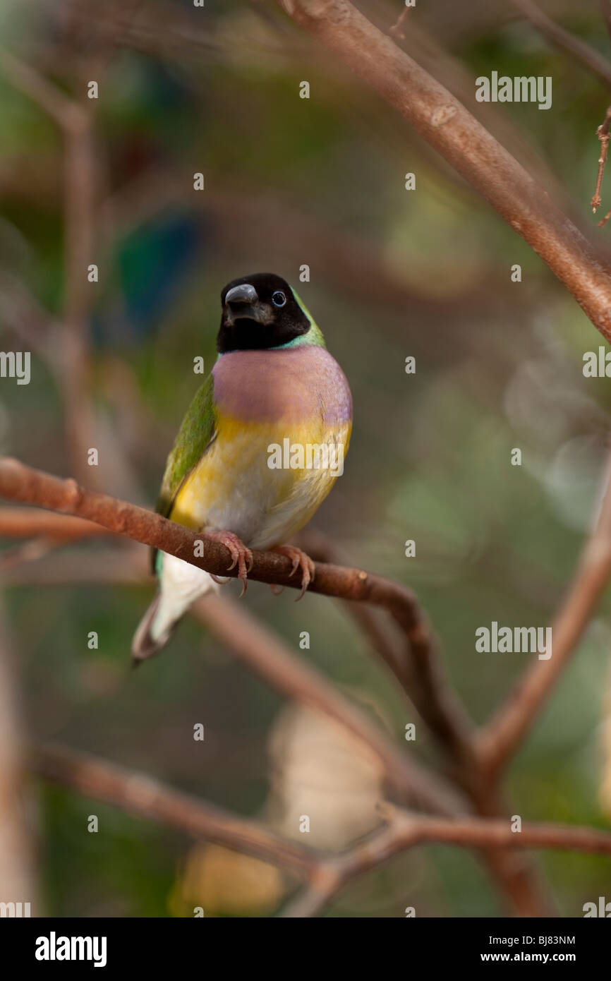 Tropischen Finch im Wald ruht auf Ast Stockfoto