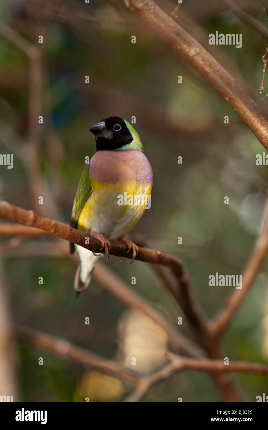 Tropischen Finch im Wald ruht auf Ast Stockfoto