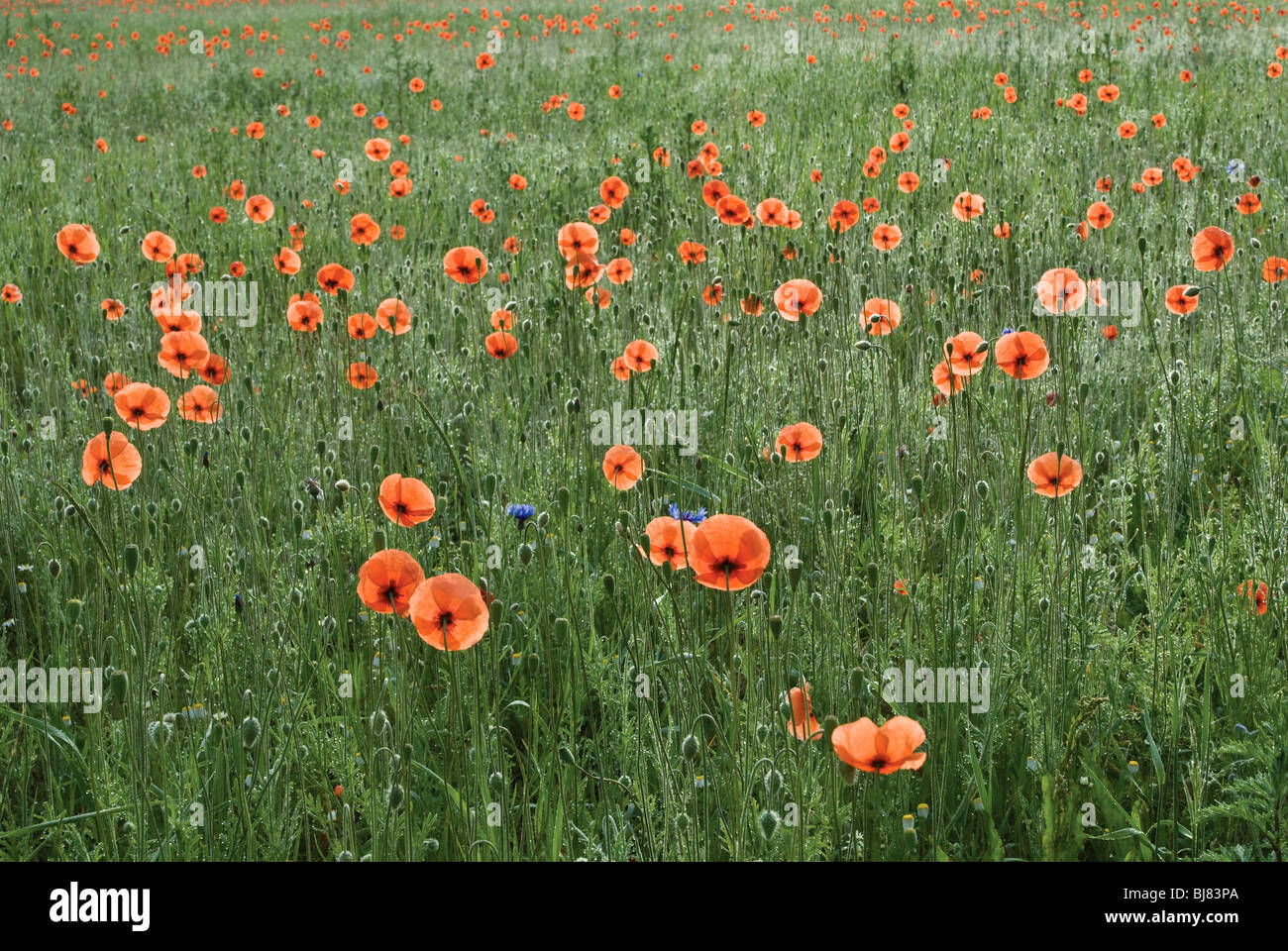 Bereich der rote Mohnblumen in der Nähe von Łagów, Woiwodschaft Lebus, Polen Stockfoto