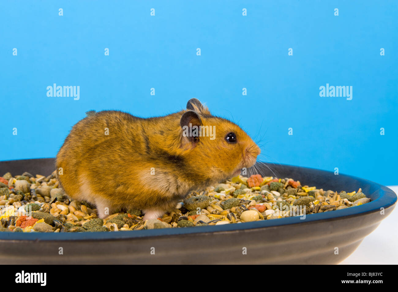 Sitzen in Essen Mais Schale braun Hamster blauen Hintergrund Goldhamster Hamster Essen Essen Feed füttern Stand stehend sehen Sie auf der Suche Stockfoto