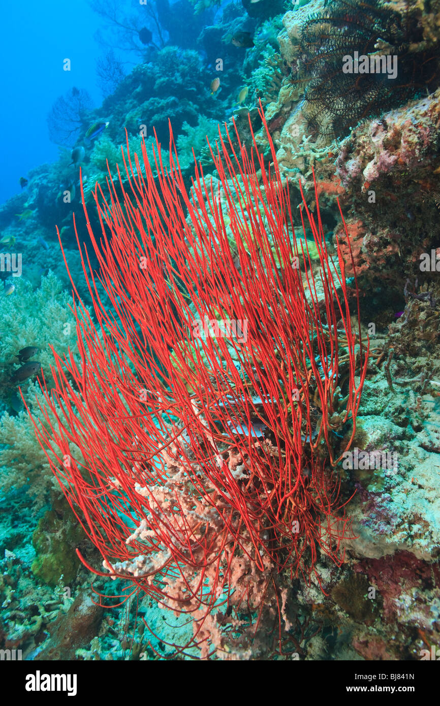 Lange rote Meer Peitsche auf Korallenwand in Bali Stockfoto