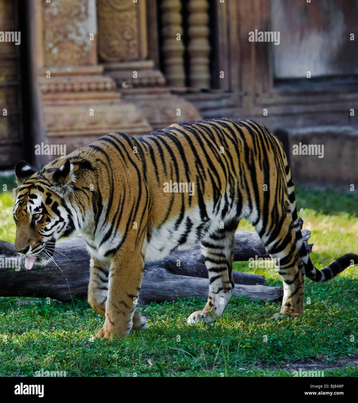 Bengal Tiger, Bewohner von Miami Metrozoo. Jeder Tiger hat ein unverwechselbares abstreifenden Muster. Stockfoto