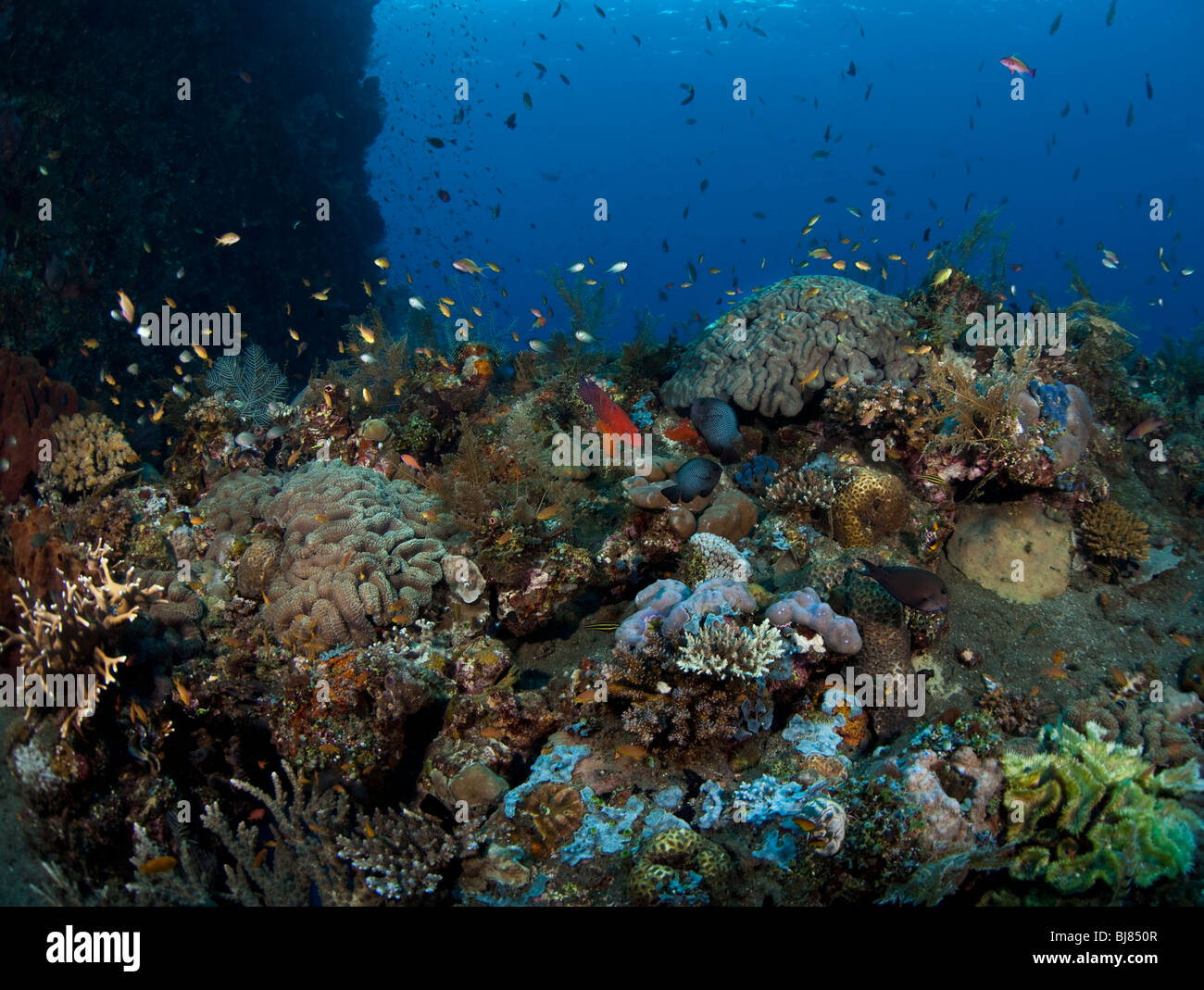 Künstliches Korallenriff auf dem Wrack der Liberty-Frachter in Bali Indonesien Stockfoto