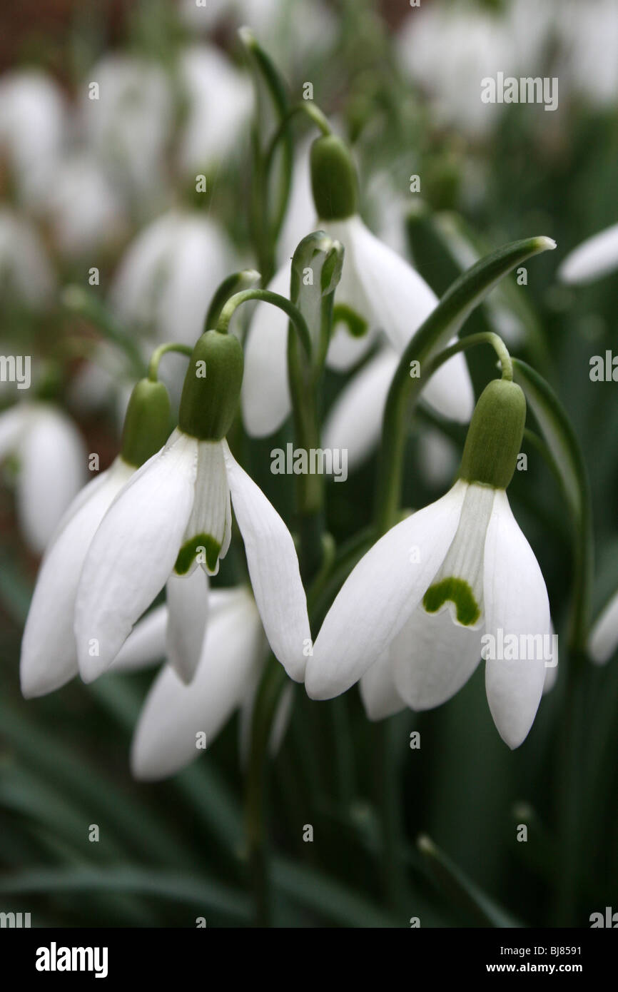 Gemeinsamen Schneeglöckchen Galanthus Nivalis genommen bei Martin bloße WWT, Lancashire, UK Stockfoto