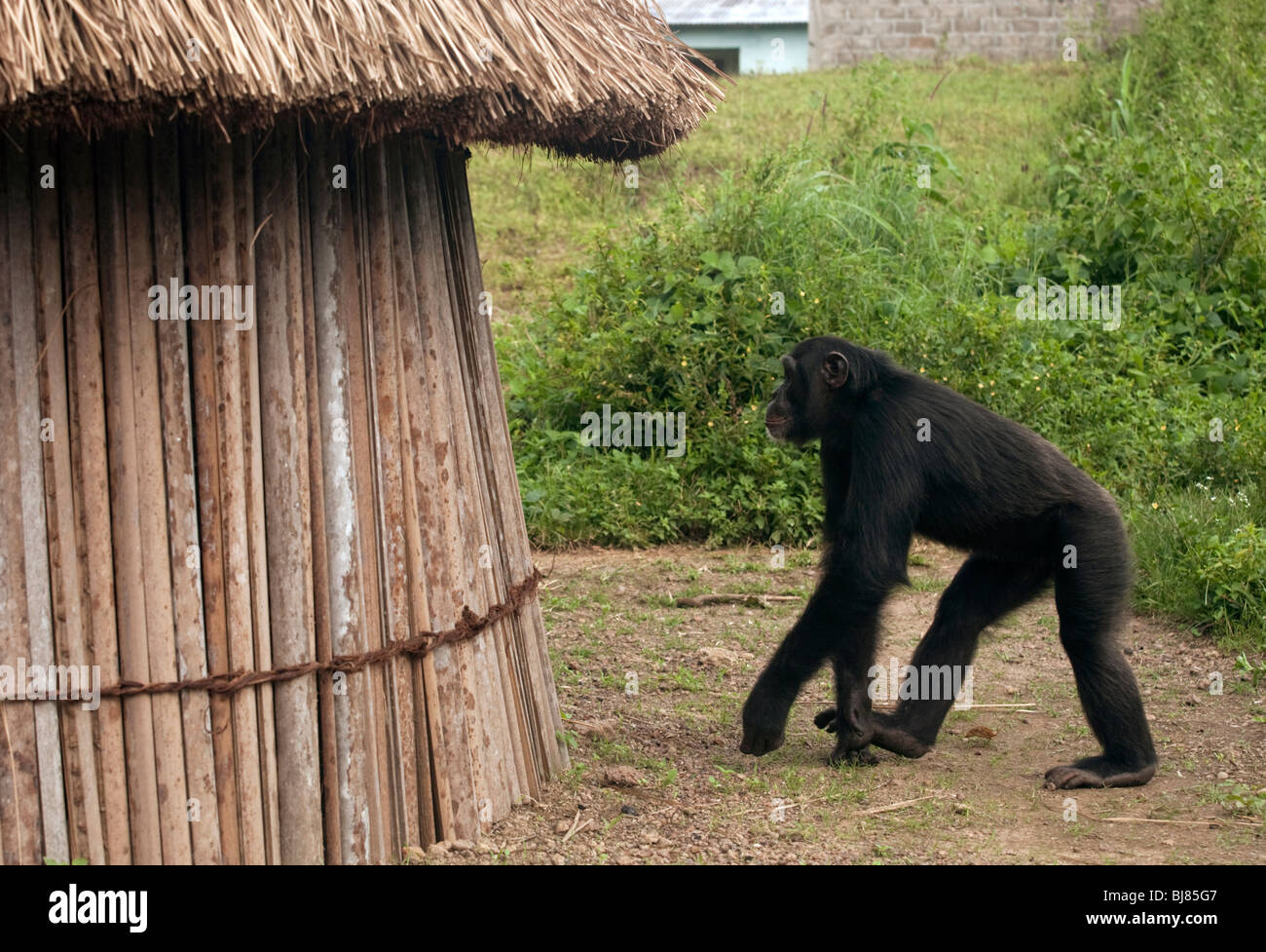 Ein Beispiel des menschlichen Konflikts als eine wilde Jugendlichen männlichen Schimpansen aus dem Bossou Studie Gruppe checkt eine lokale Hütte. Stockfoto