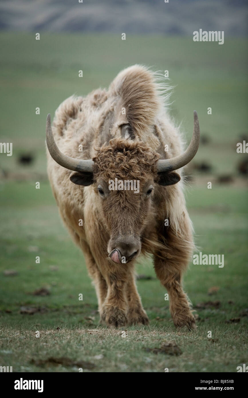 Ein Yak in die Sommerweide der Saraly-Saz, Kirgisistan. Stockfoto