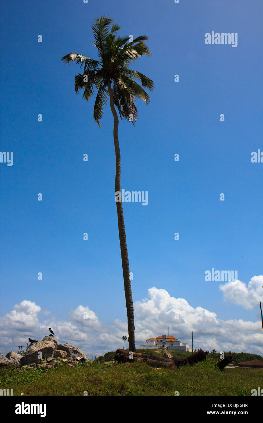 Historische Stätten Ghana Afrika Elmina Palmery Baum Stockfoto