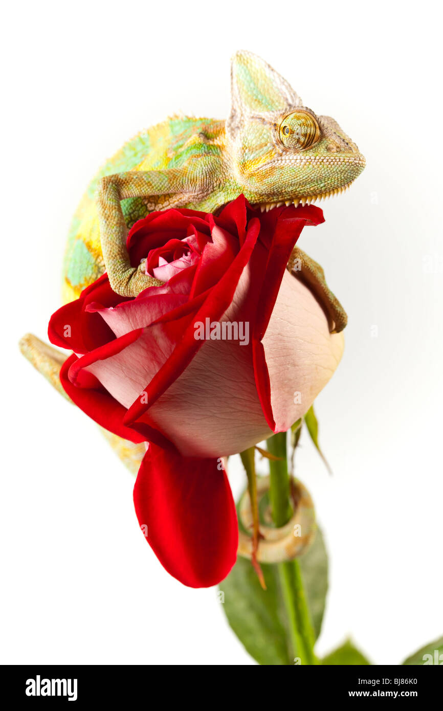 Schöne große Chamäleon sitzt auf einer roten rose Stockfoto