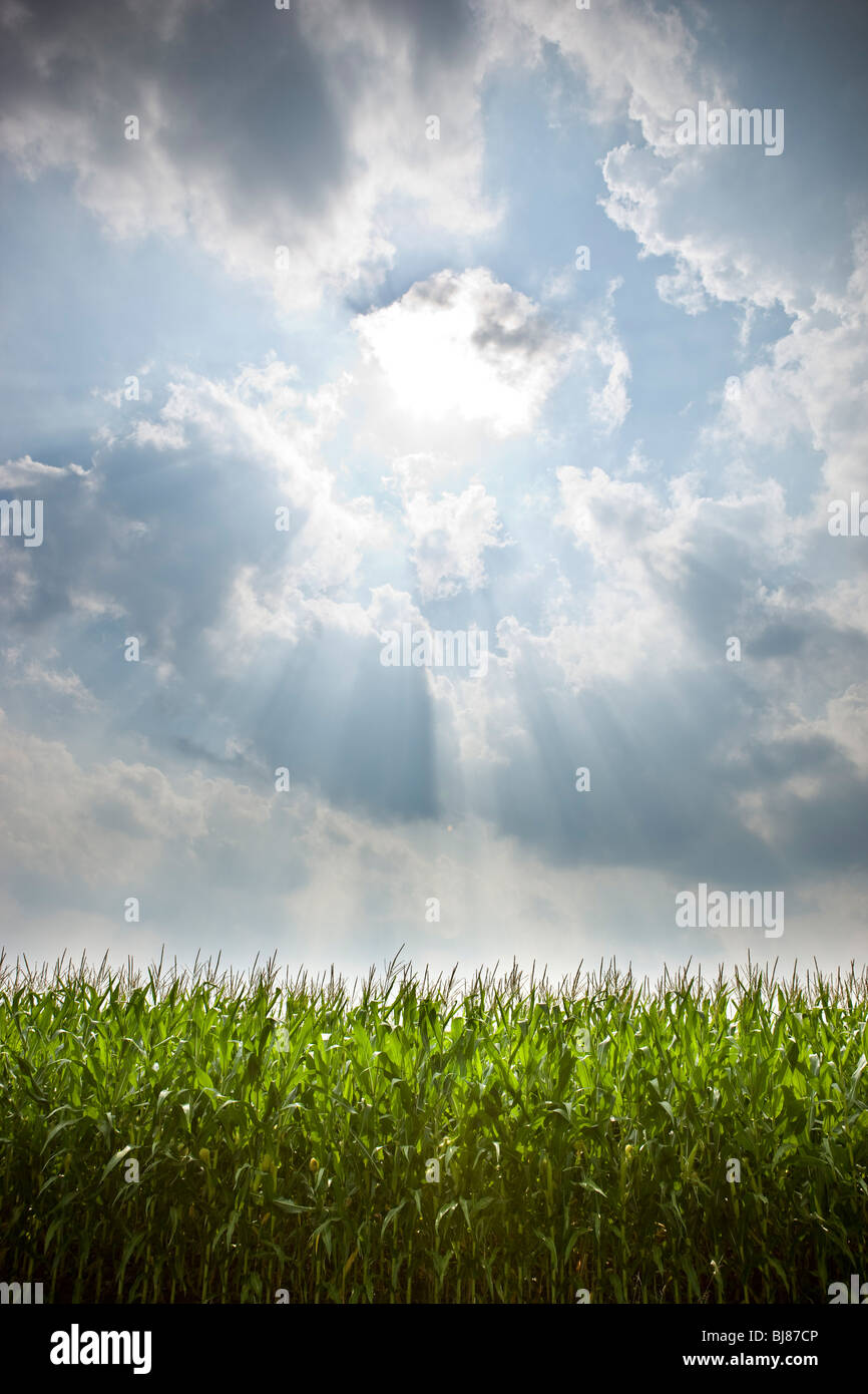 Sonne am Kornfeld im Sommer. Stockfoto