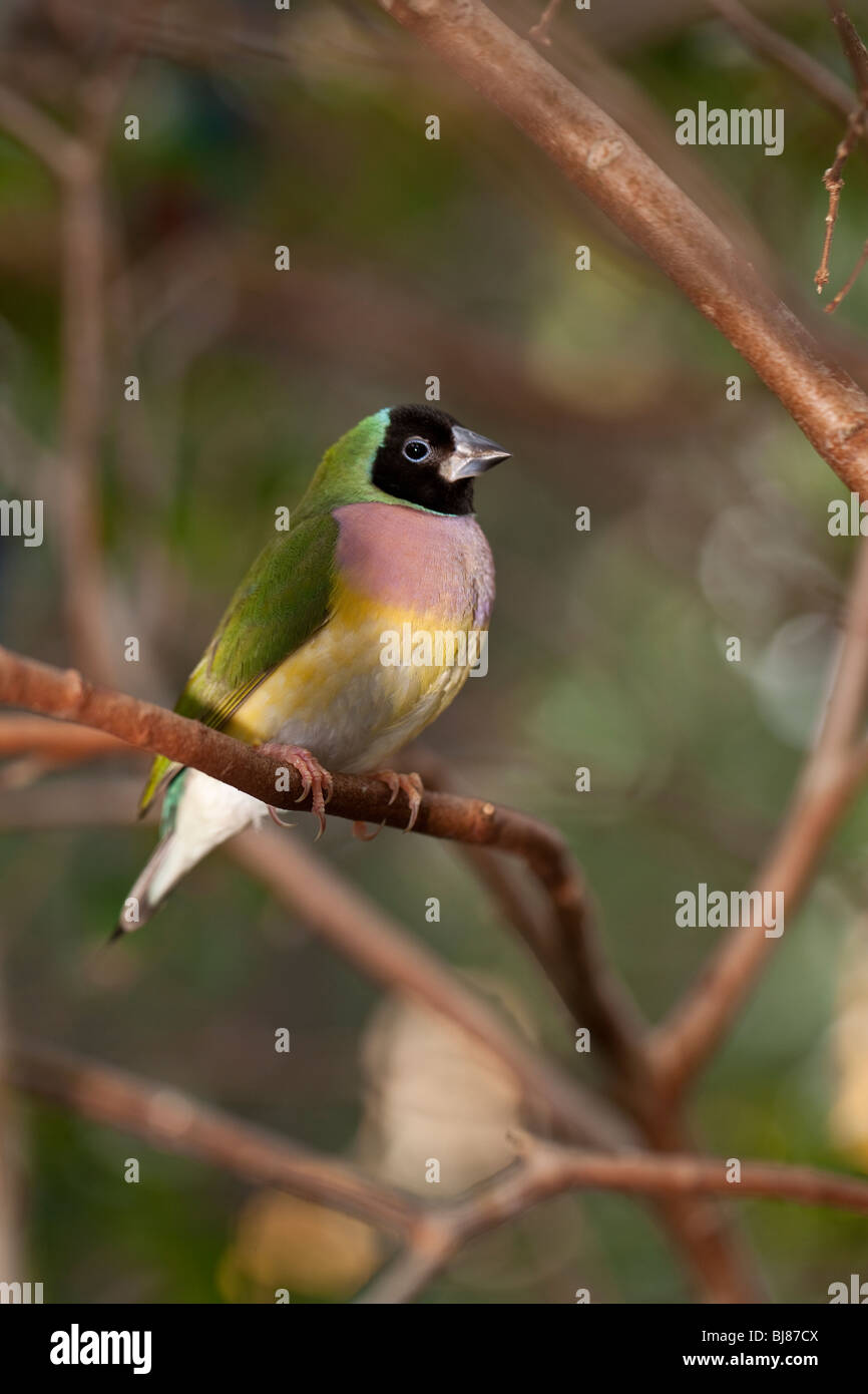 Tropischen Finch im Wald ruht auf Ast Stockfoto