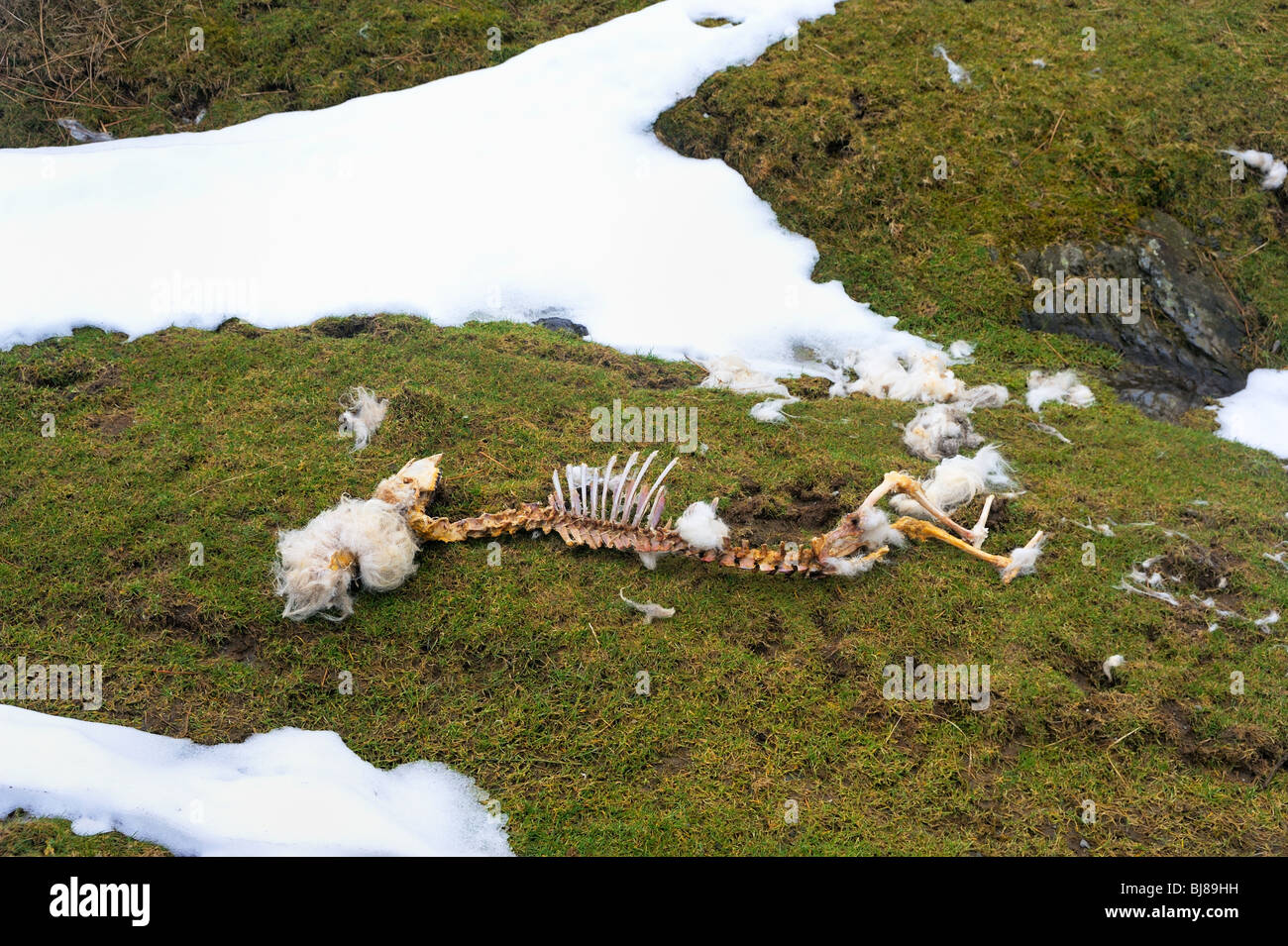 Schaf-Skelett auf North Wales Moor - ein Opfer von einem bitterkalten Winter. Stockfoto