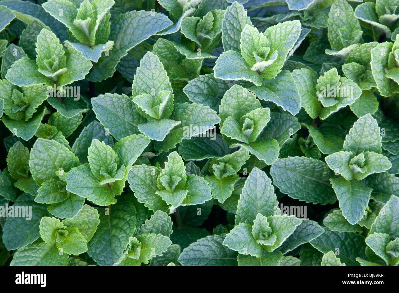 Mint 'Mentha Spicata' wächst. Stockfoto