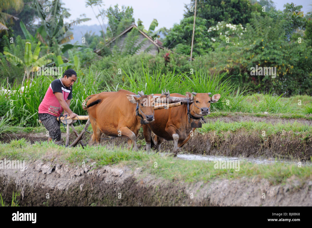 Anbau von Reis mit Kühen und Pflug, Bali, Indonesien, Indo-Pazifik Stockfoto