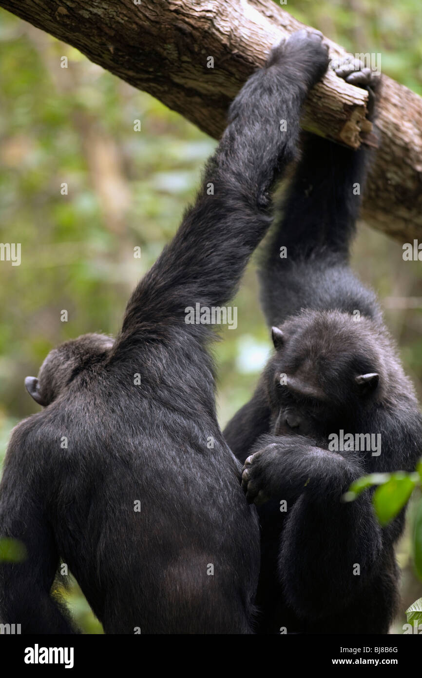 Lumumba und Hatari, ausgewachsene Männchen der Kyambura Truppe, Pflege Stockfoto