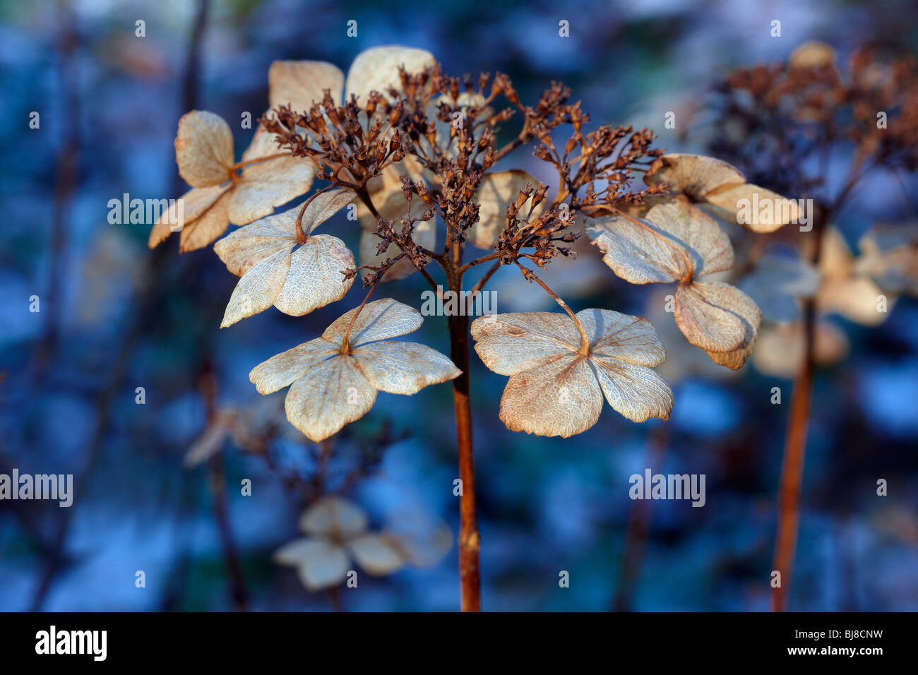 Hydrangea Macrophylla 'Tokyo Delight' tot Blüte im Wintersonne Stockfoto