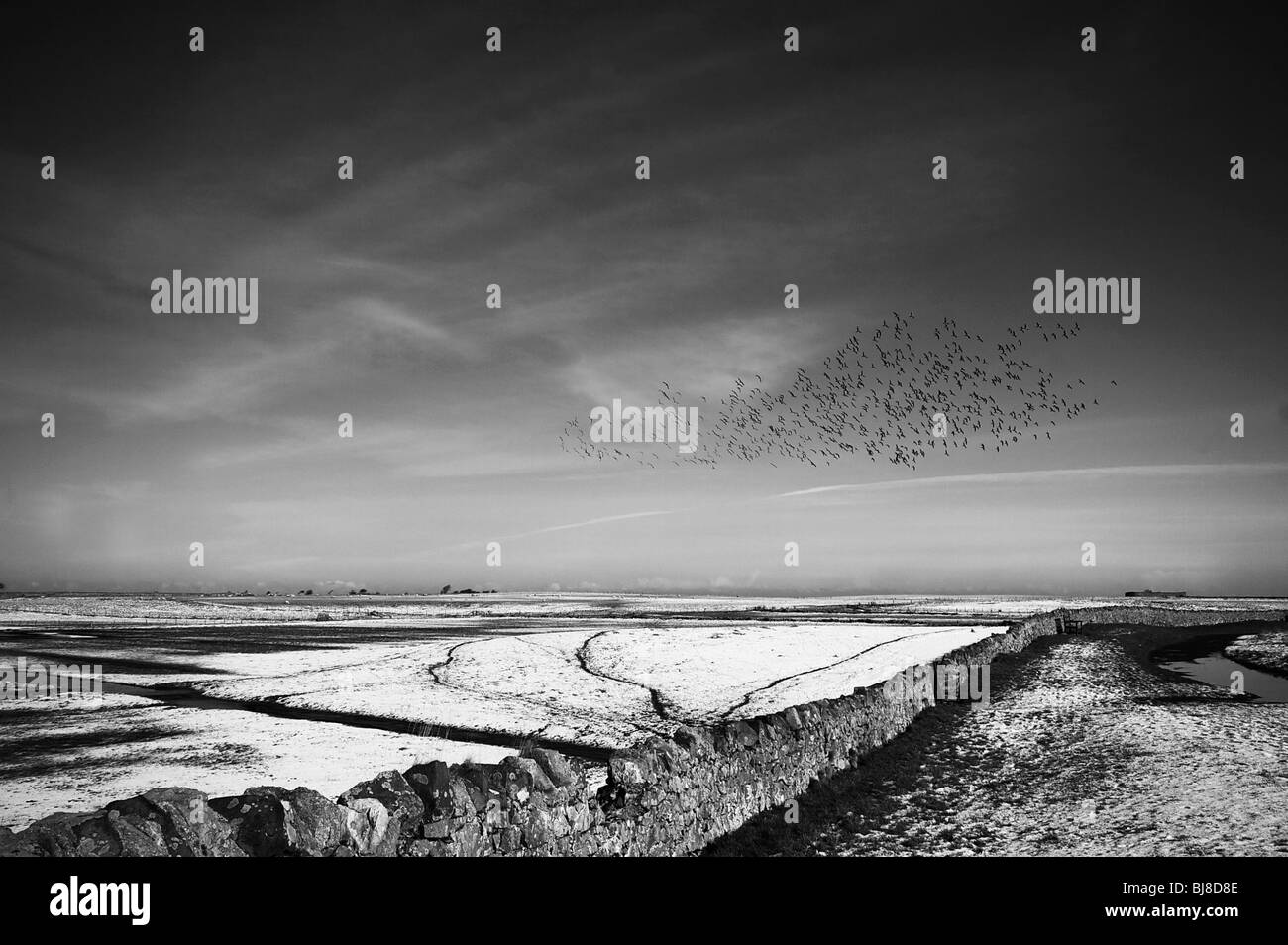 Ringelgänse, Branta Bernicla im Flug über Felder, Lindisfarne, Northumberland, UK Stockfoto