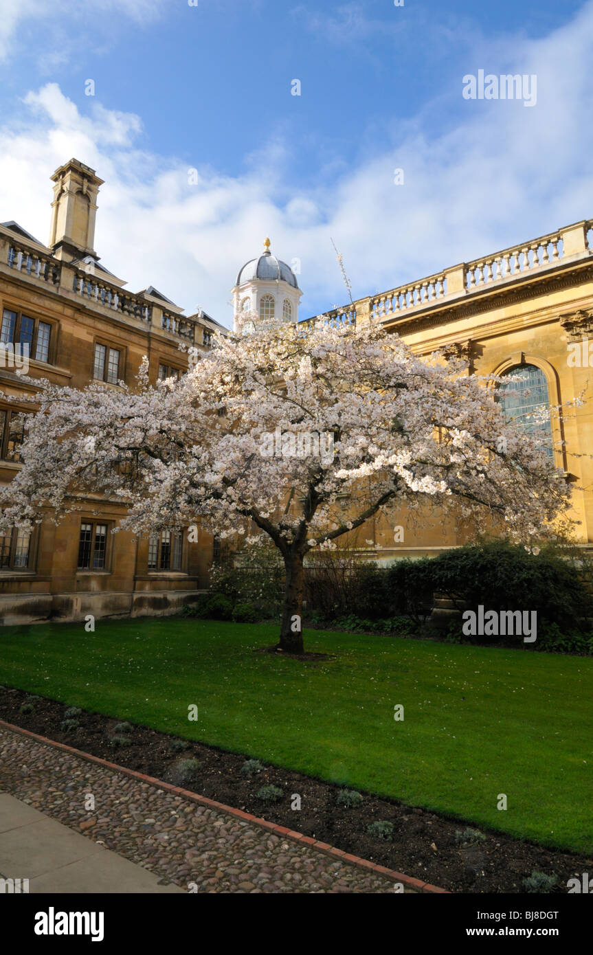 Kirschblüten, Clare College in Cambridge, UK. Stockfoto