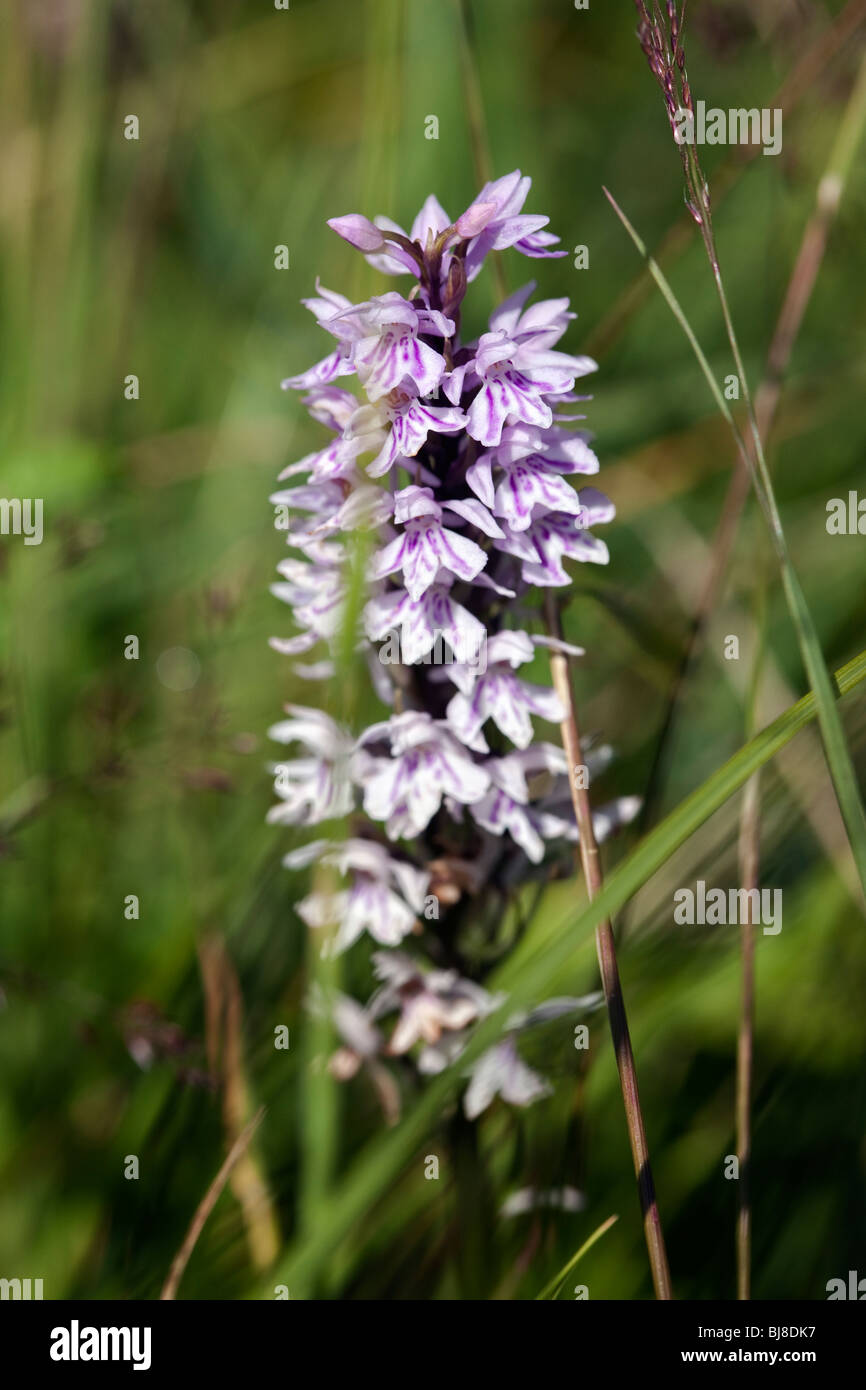 Gemeinsame gefleckte Orchidee Dactylorhiza Fuchsii. Yorkshire UK Stockfoto