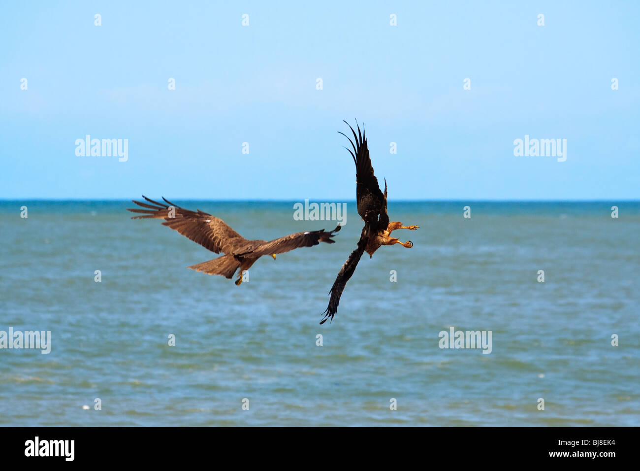 Afrika-Vögel-schwarze Drachen Elmina Ghana Raptors Stockfoto
