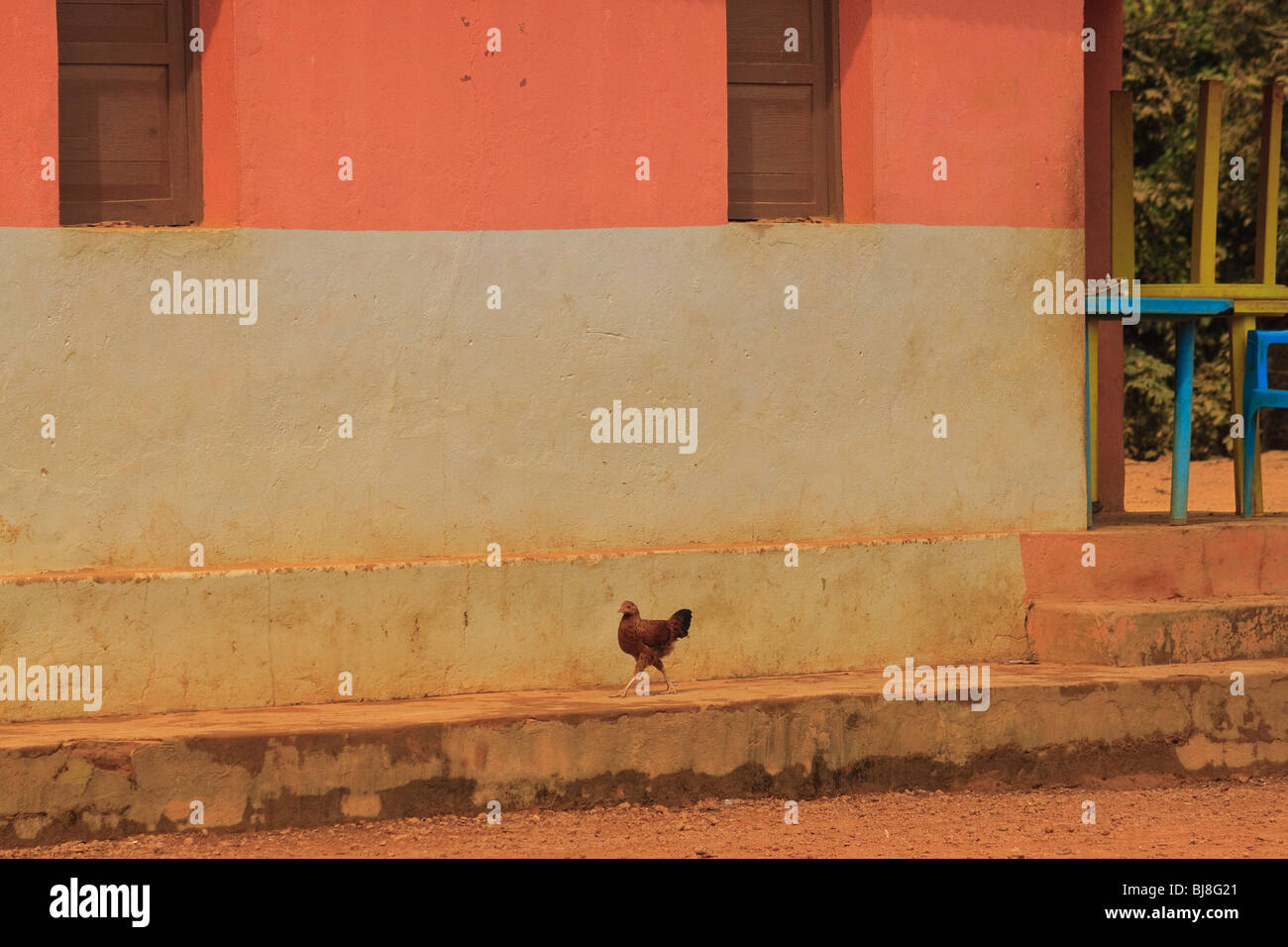Afrikas Angola Vogel Huhn Mbanza Kongo Pfirsiche Stockfoto