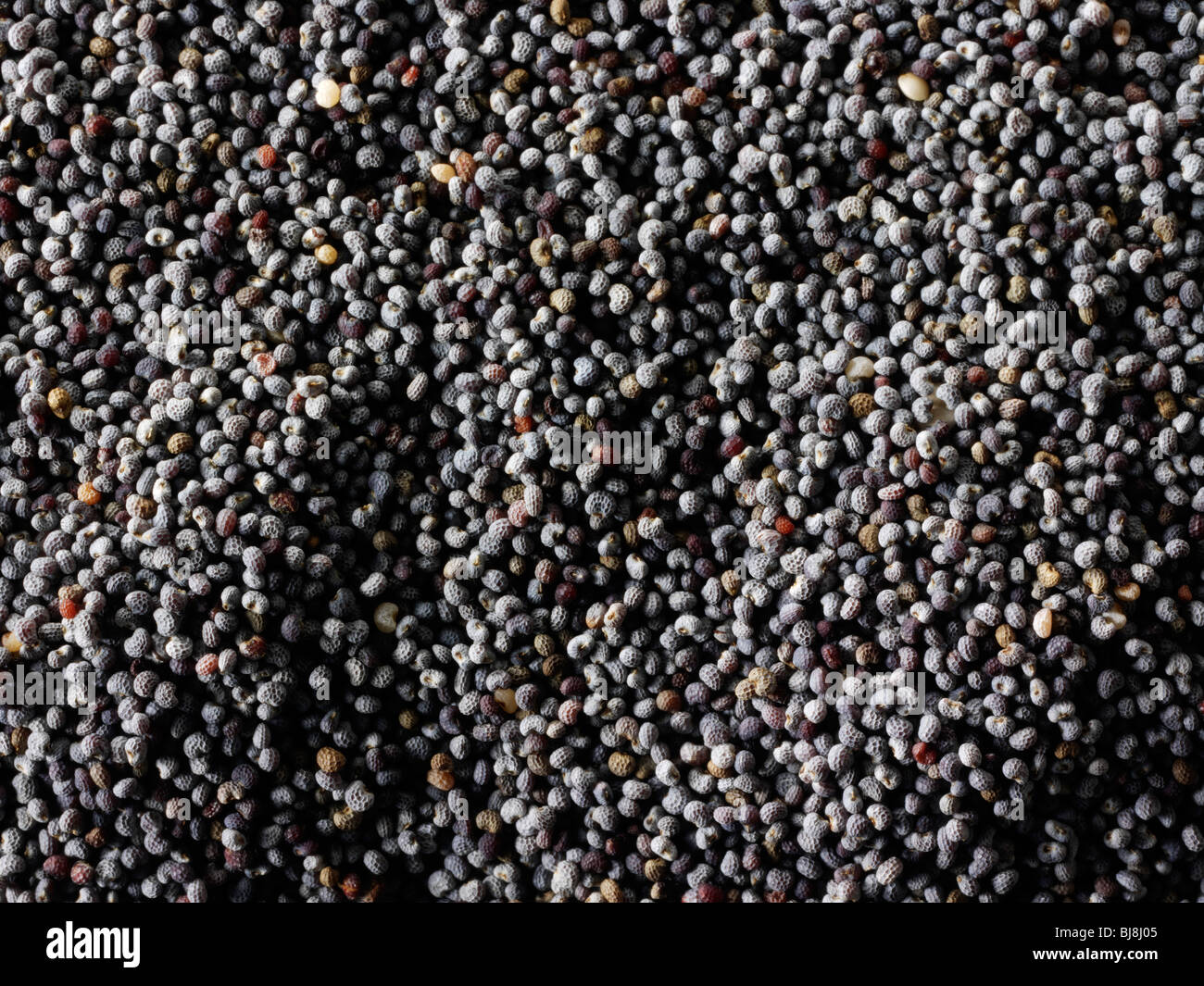 Poppy Seeds - Stockfotos Stockfoto