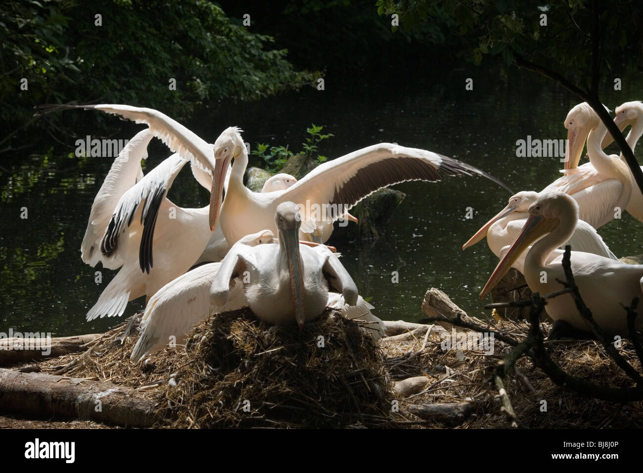 Pelikane nisten in den Münchner Zoo, Deutschland Stockfoto