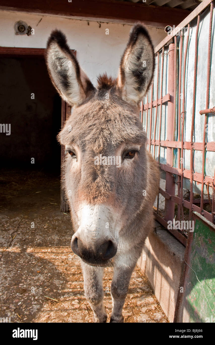 Esels Gesicht. Stockfoto