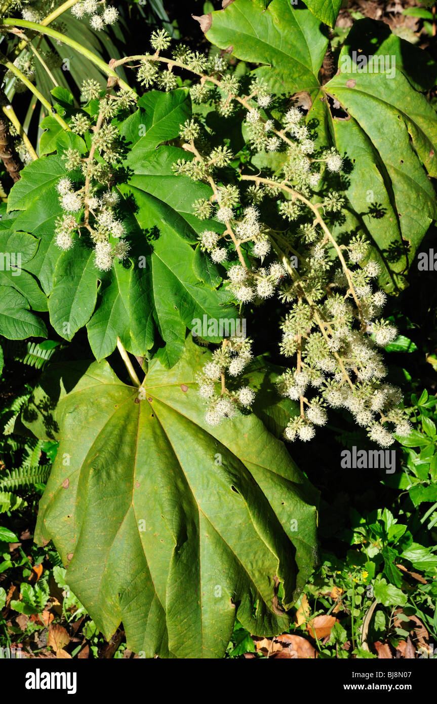Blätter und Blüten Reispapier Pflanze (Tetrapanax Papyriferus) Stockfoto