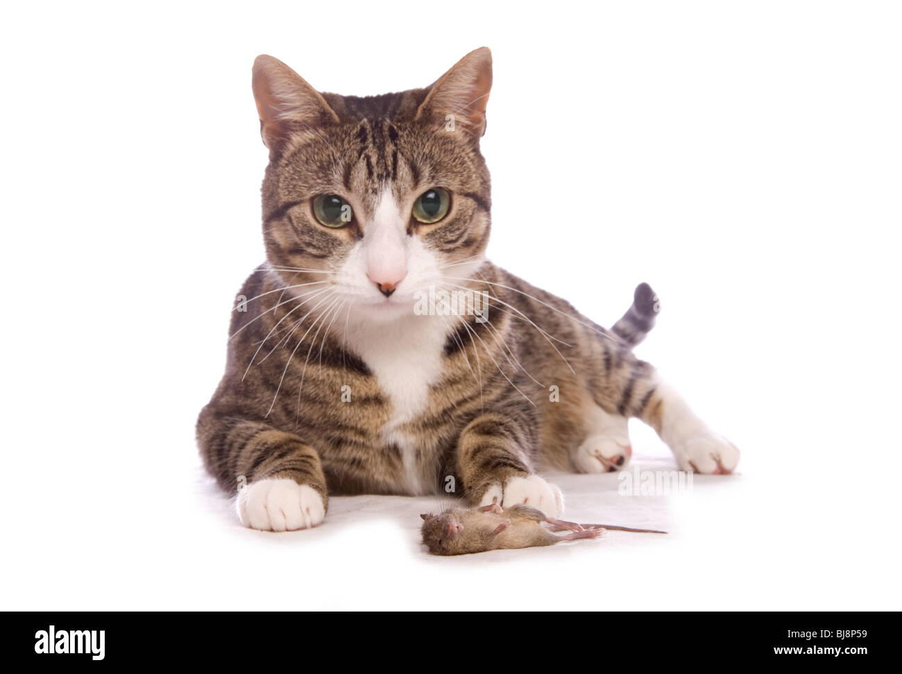 Inländische Katze einzelne Erwachsenfrau mit toten Maus Studio, UK Stockfoto