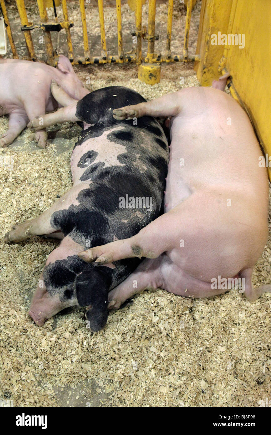 Schweine, die in New York State Fair Stockfoto