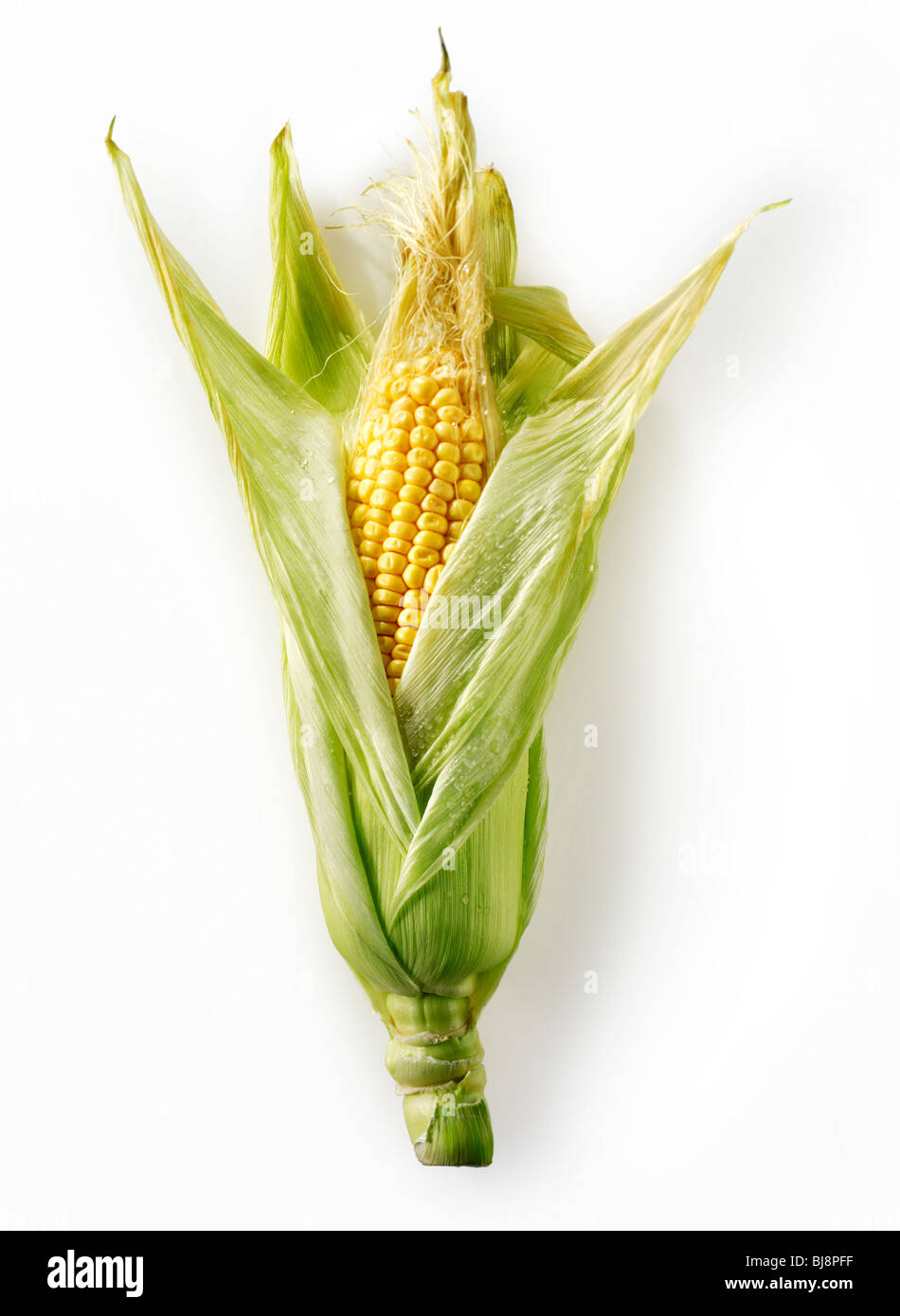 Frischer Mais Maiskolben Stockfoto