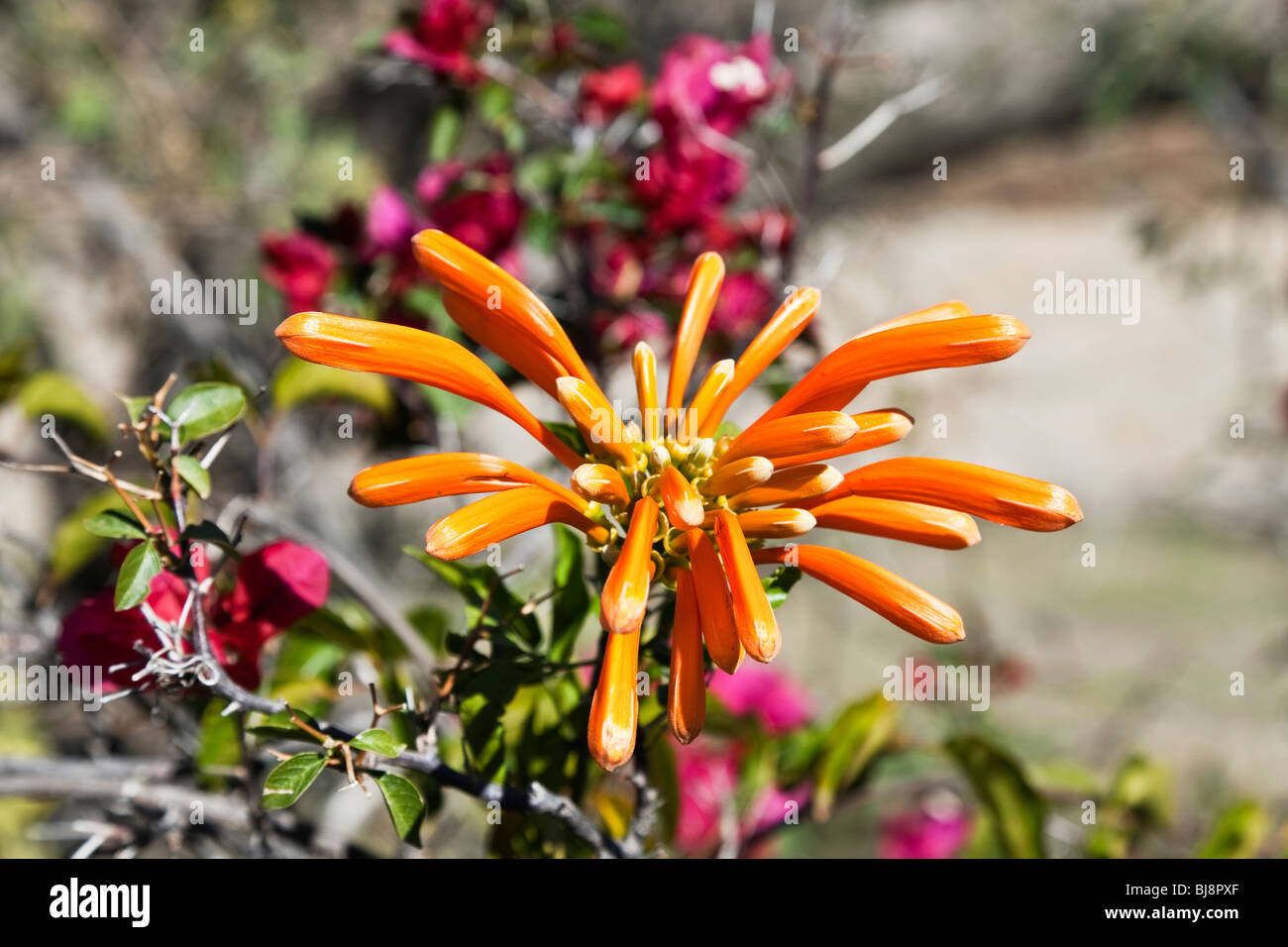 atemberaubende orange mexikanischen Flamme Ranke Blume ist auf den Weg von umliegenden scharlachrote Bougainvillea Oaxaca Mexico Stockfoto