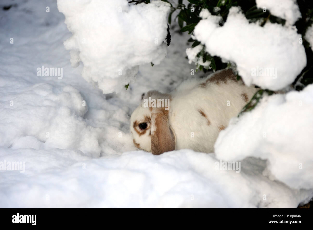Weißer und brauner Lop eared Hase im Schnee im winter Stockfoto