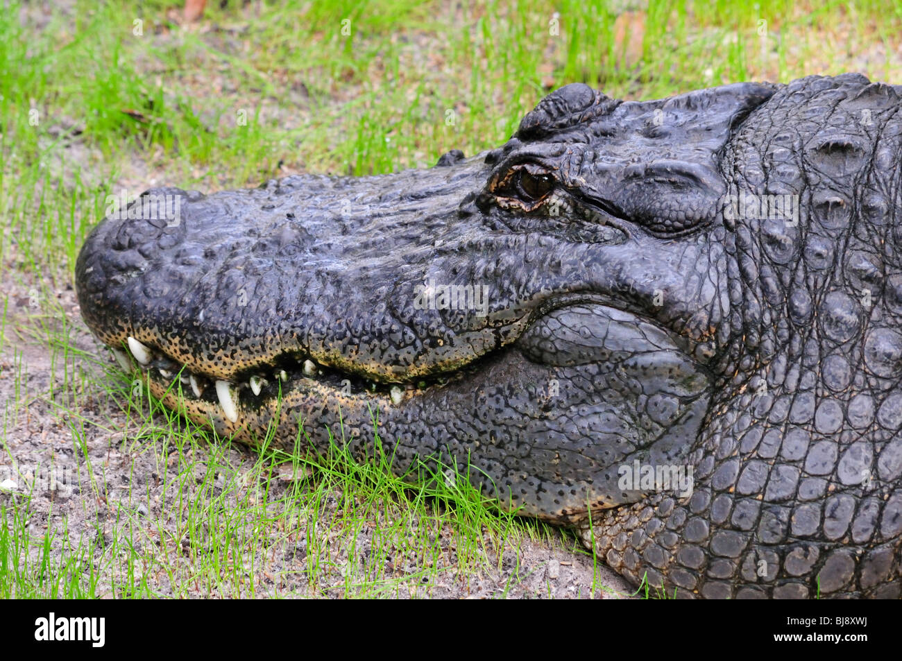 Porträt von einem Alligator, zeigt Zähne Stockfoto