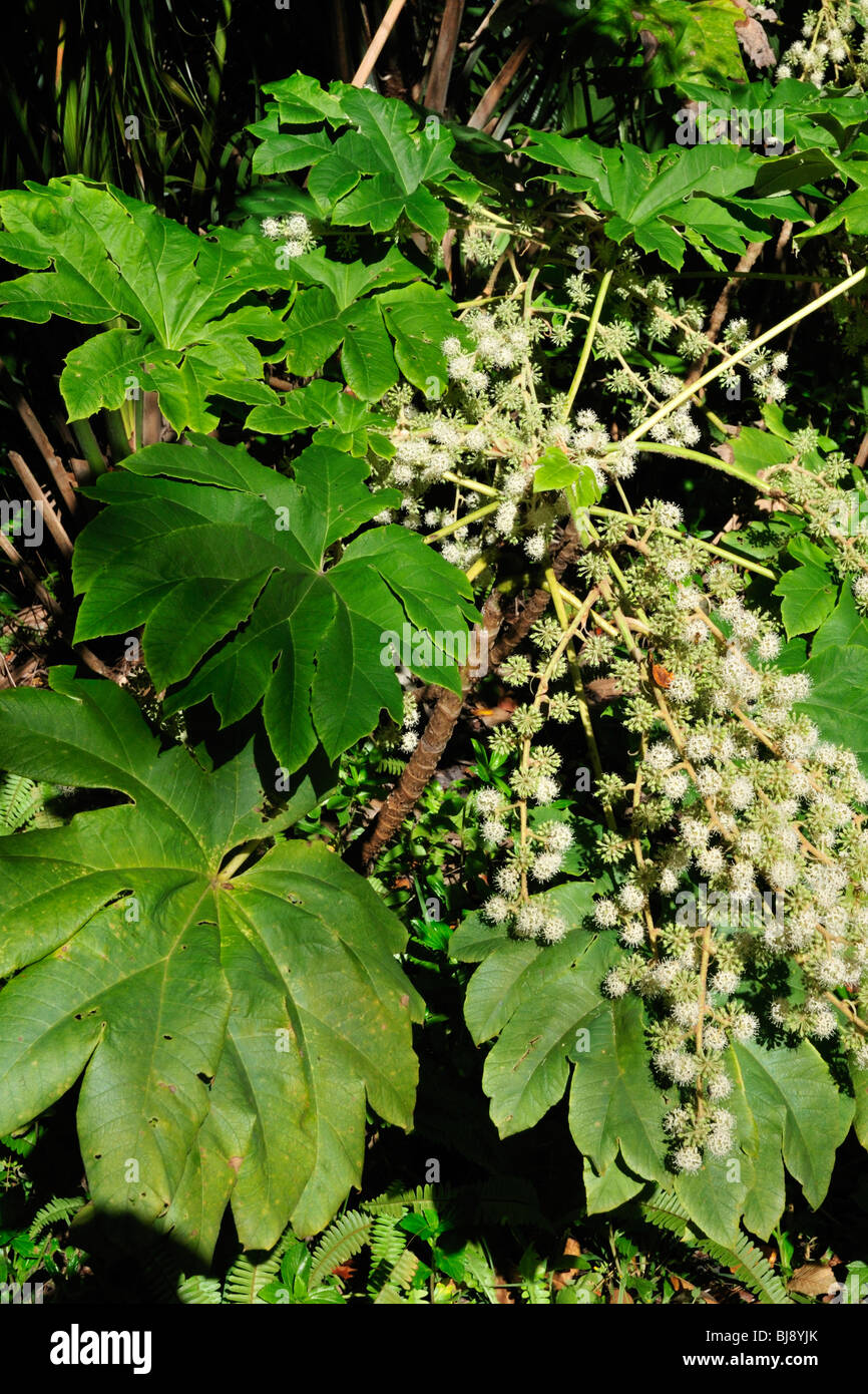 Papr Reispflanze (Tetrapanax Papyriferus) am Ormond Memorial Gardens, Ormond Beach, Florida Stockfoto