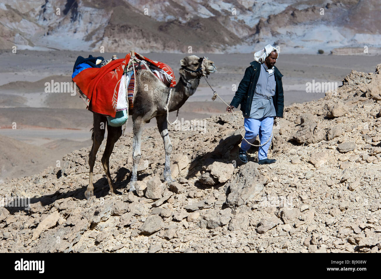 Ein Beduinen-Mann und sein Kamel Fuß die Sinai-Wüste im Bereich Jebel Gunah Stockfoto