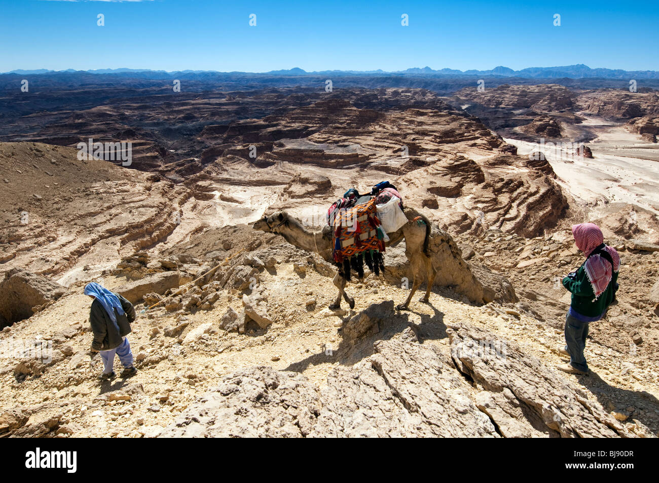 zwei Männer, ein Bewohner des Westens und ein Beduine, zusammen mit dessen Kamel, gehen die Sinai-Wüste im Bereich Jebel Gunah Stockfoto