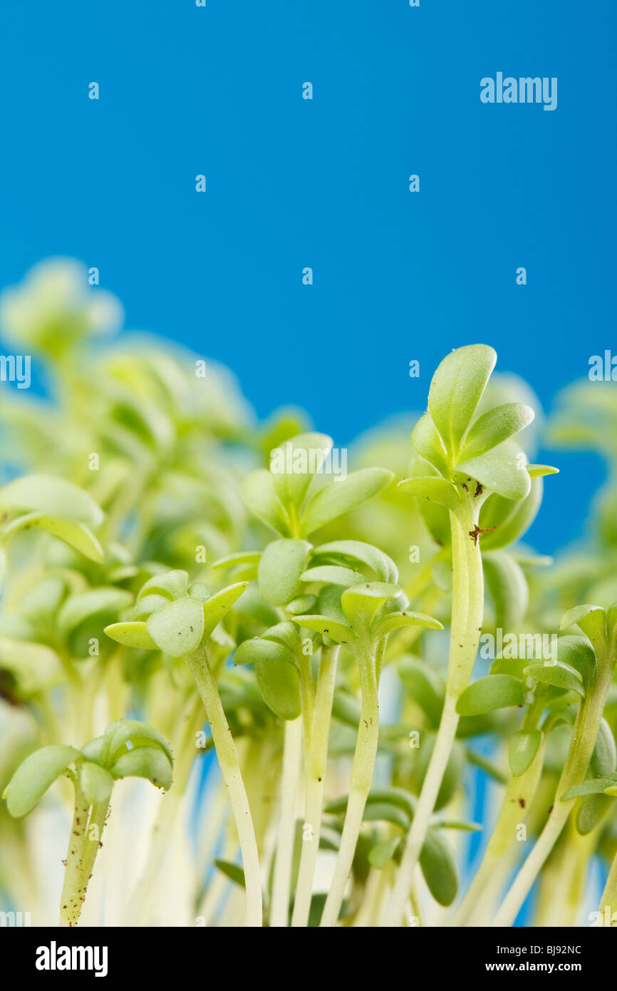 Frische Kresse-Salat Stockfoto