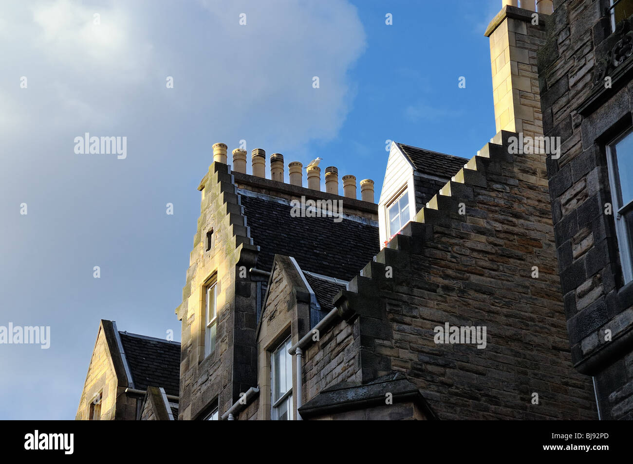 larus fuscus mit kleiner Schwarzrückenmöwe thront auf einem Dach in Edinburgh, Schottland, Großbritannien. Blauer Himmel, Kopierbereich Stockfoto