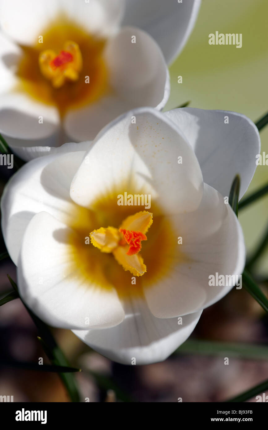 Crocus Chrysanthus "Ard Schenk" Stockfoto