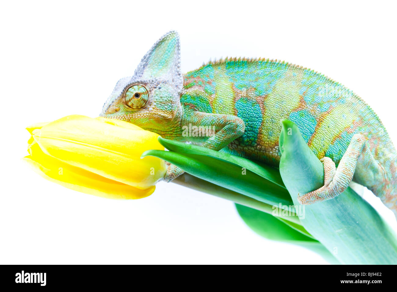 Schöne große Chamäleon sitzt auf einer Tulpe Stockfoto