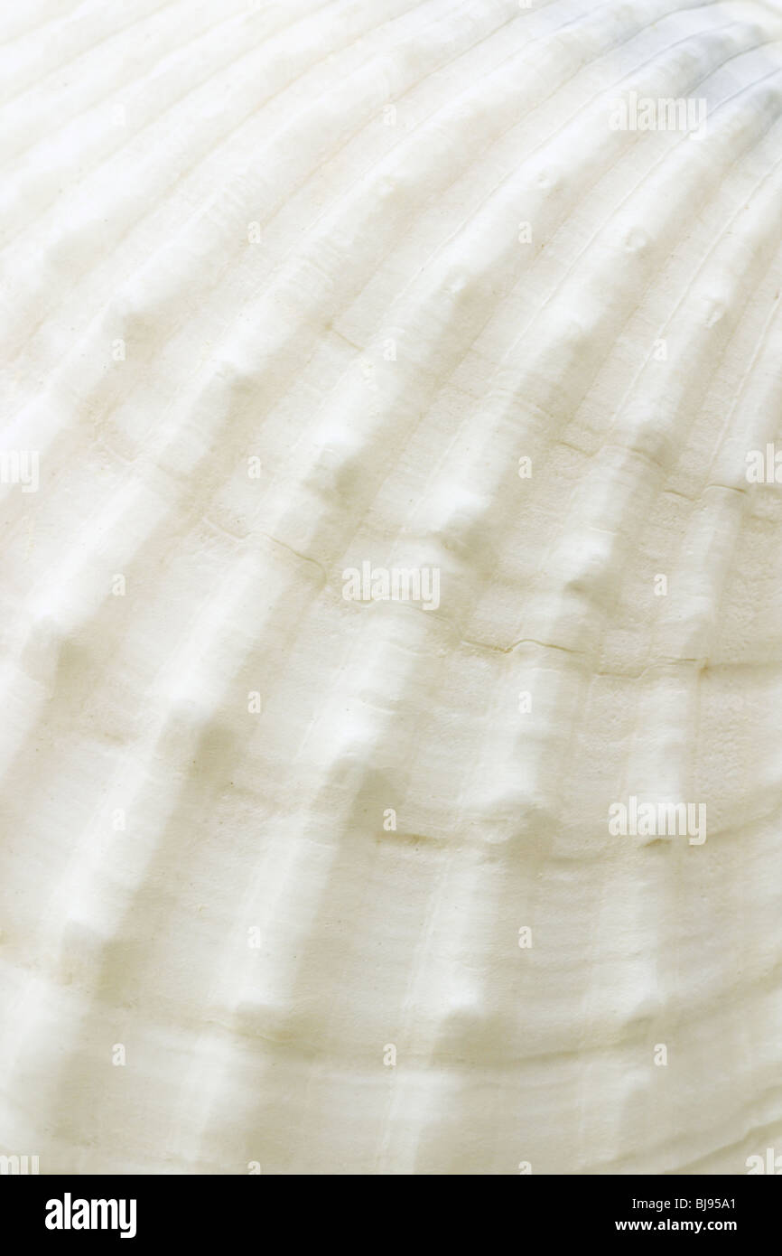 Nahaufnahme der Sea Shell Oberflächenbeschaffenheit Stockfoto