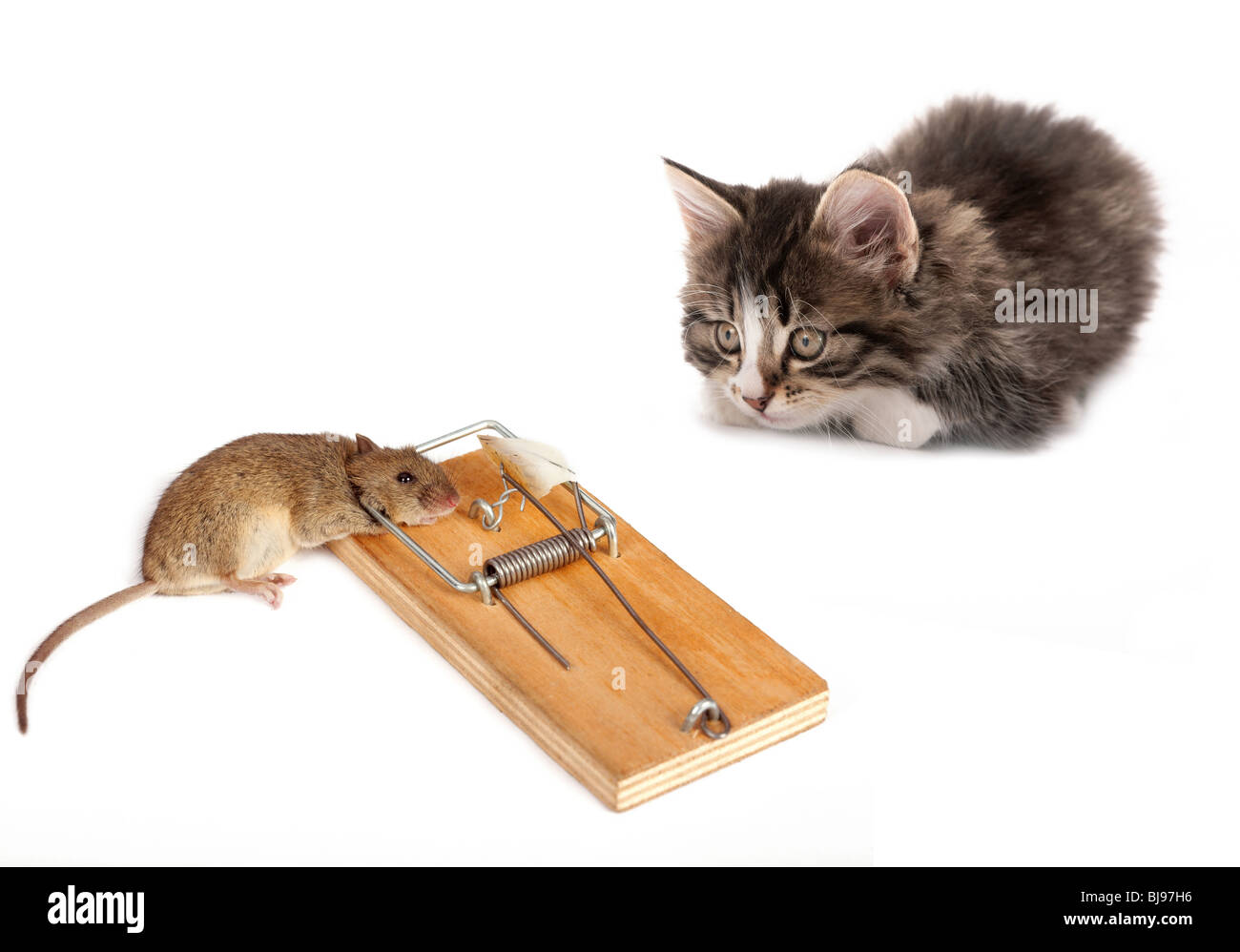 Kätzchen und die tote Maus auf weißem Hintergrund Stockfoto