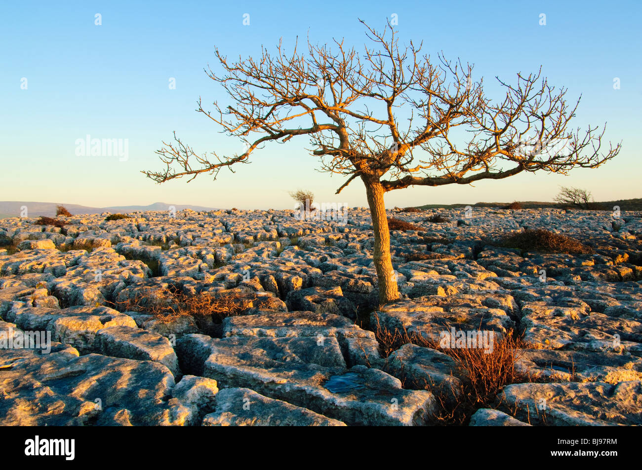 Esche in Kalkstein Pflaster bei Holmepark fiel, Cumbria, England, Abendlicht Stockfoto