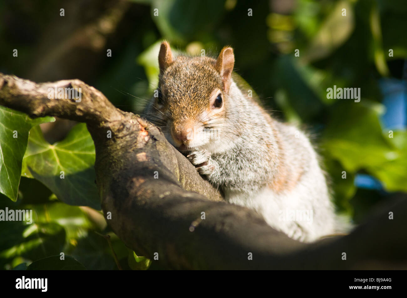 dh Grey EICHHÖRNCHEN UK Sciurus carolinensis grauer Eichhörnchen Baum Zweig Pittencrieff Park Eichhörnchen aus der Nähe Stockfoto