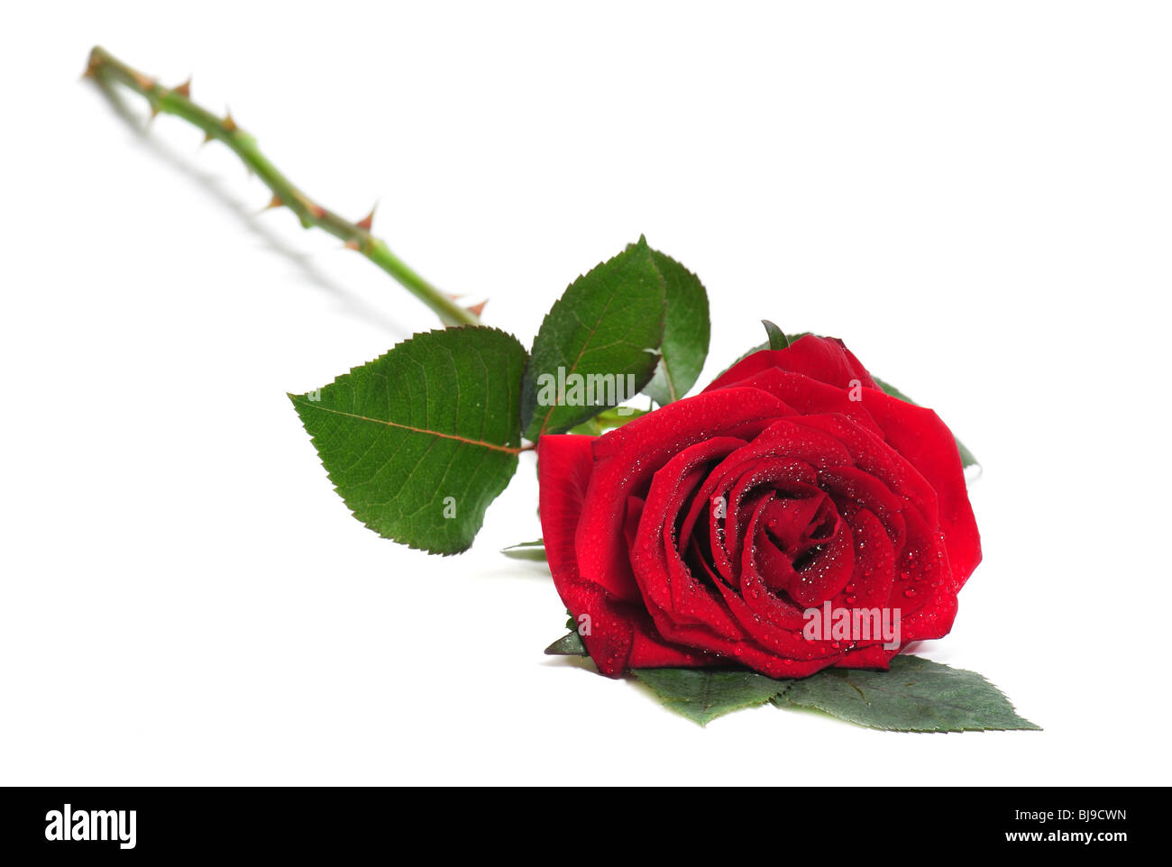 Rose liegt auf einem weißen Hintergrund Stockfoto