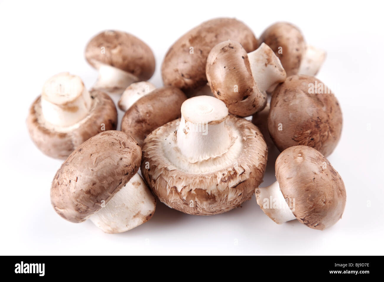 Königliche Champignon Pilzen auf weißem Hintergrund Stockfoto