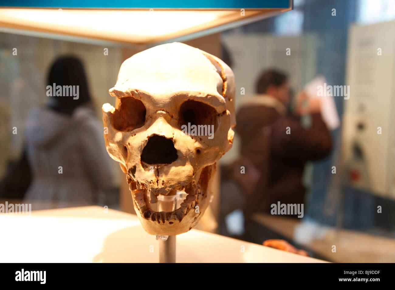 Das Natural History Museum, London. Ein Neandertaler menschlicher Schädel. Stockfoto